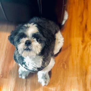 Meet your Posher, Trey